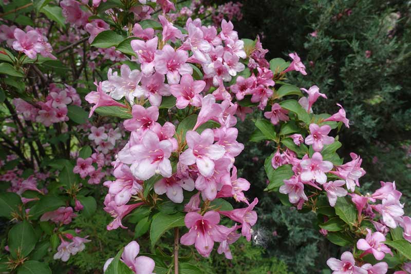 Pink Weigela