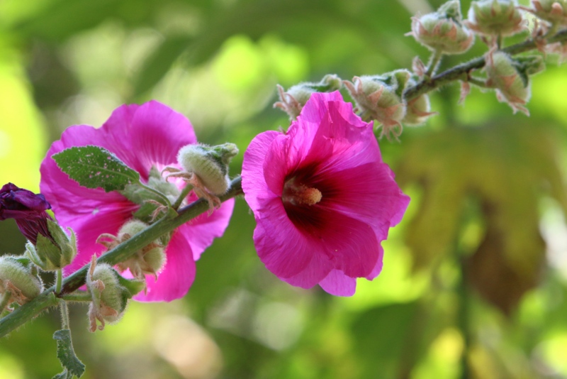 Poppy-Mallow