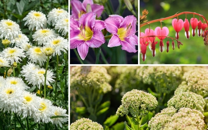 Rhode Island Perennials