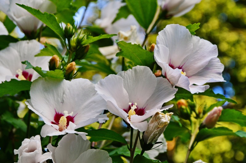  Rose-Mallow