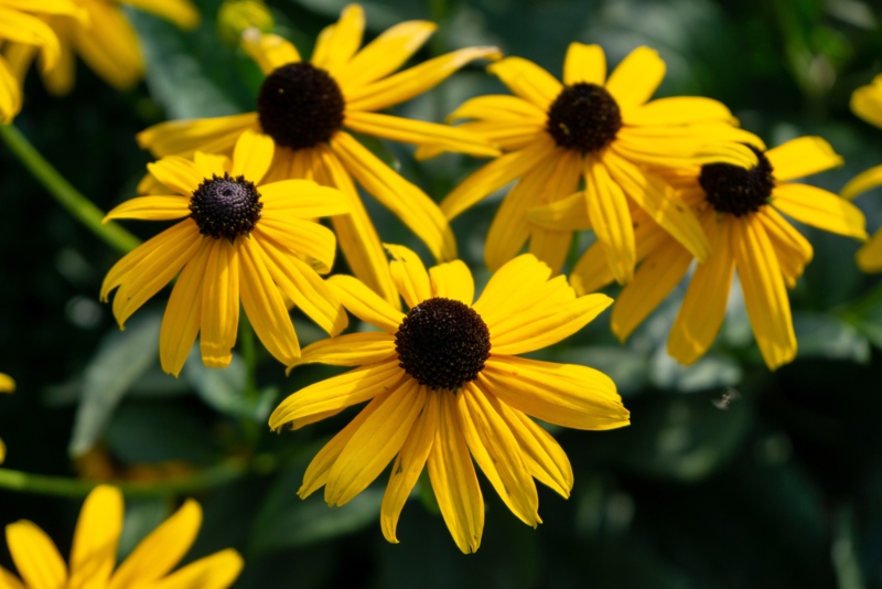 Rudbeckia