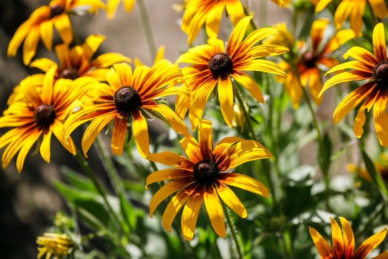 Rudbeckia