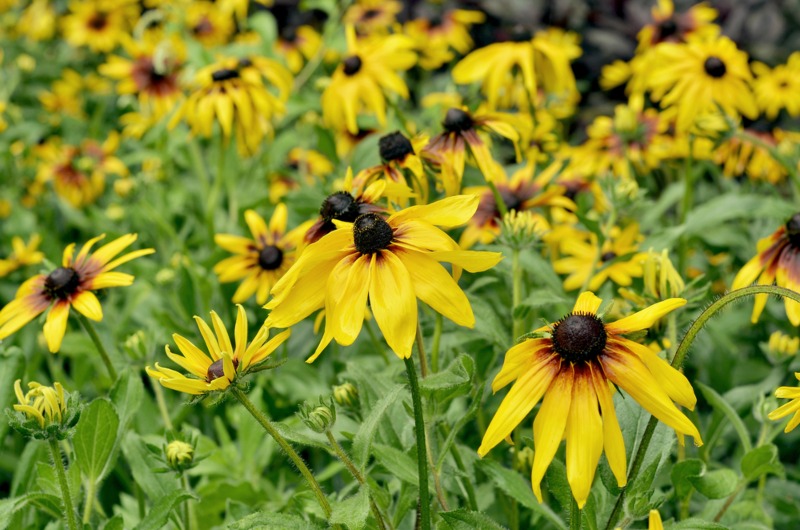 Rudbeckia