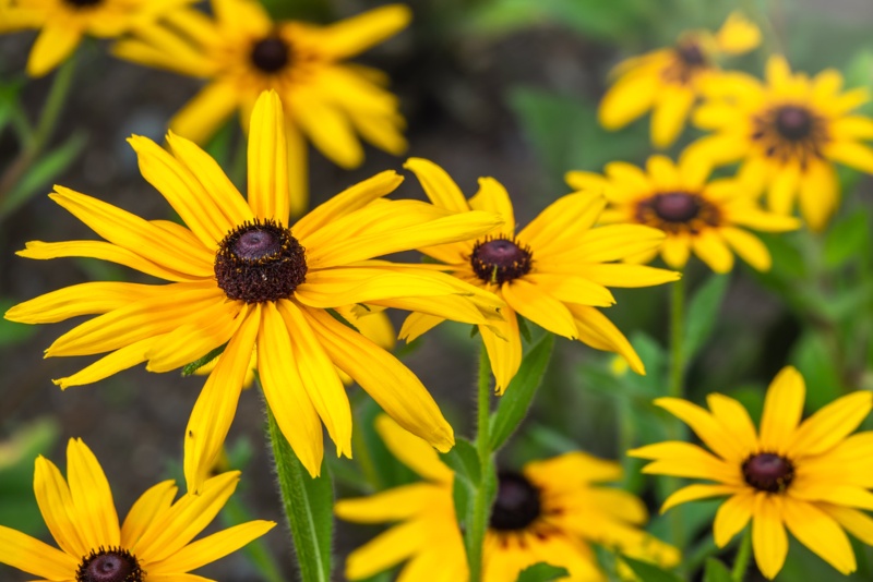 Rudbeckia