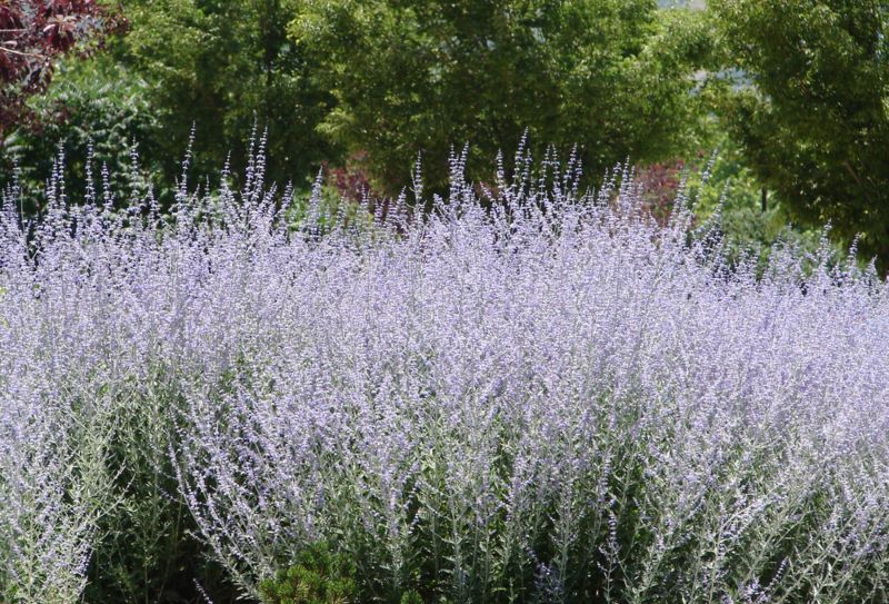 Russian-Sage