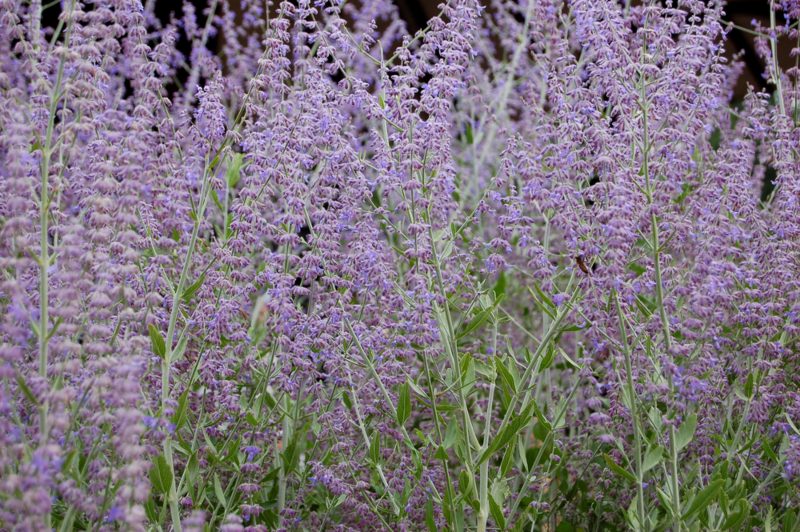 Russian-Sage