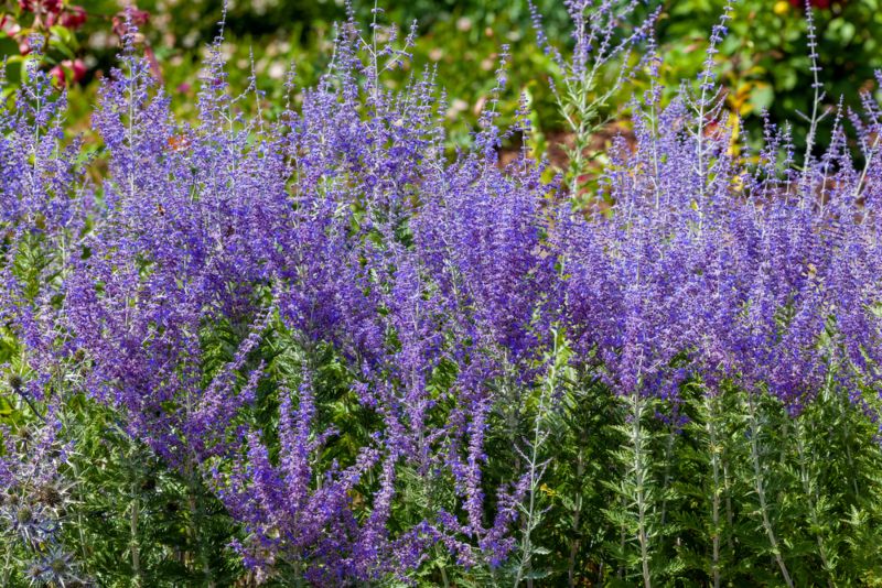 Russian-Sage