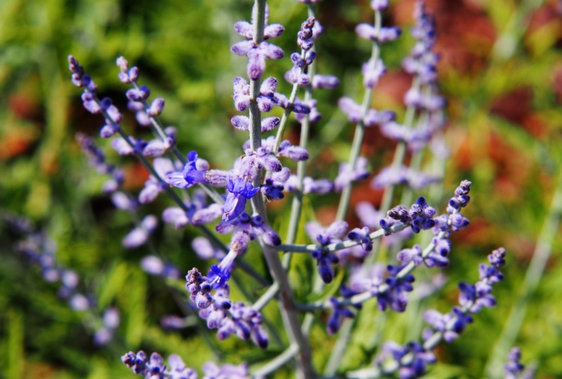 Russian-Sage