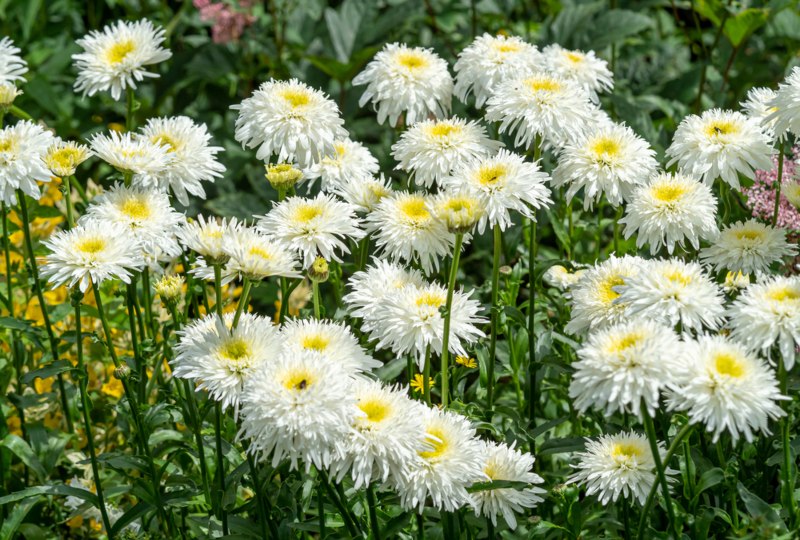 Shasta-Daisies