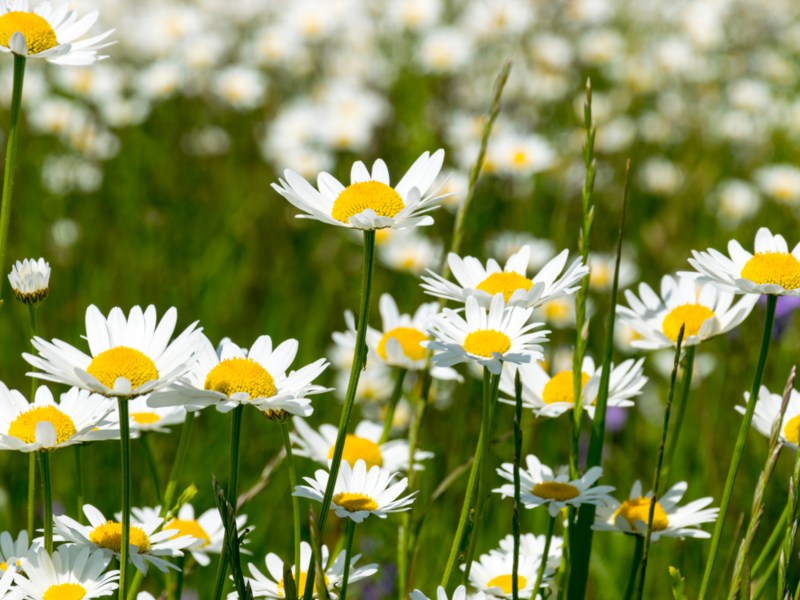 Shasta-Daisy