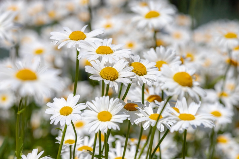 Shasta-Daisy