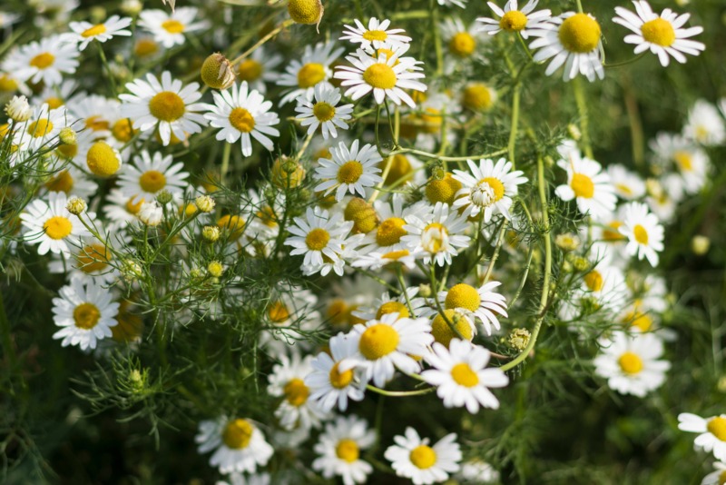 Shasta-Daisy