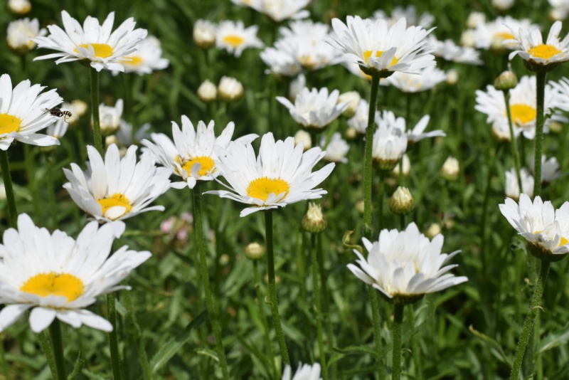 Shasta-Daisy