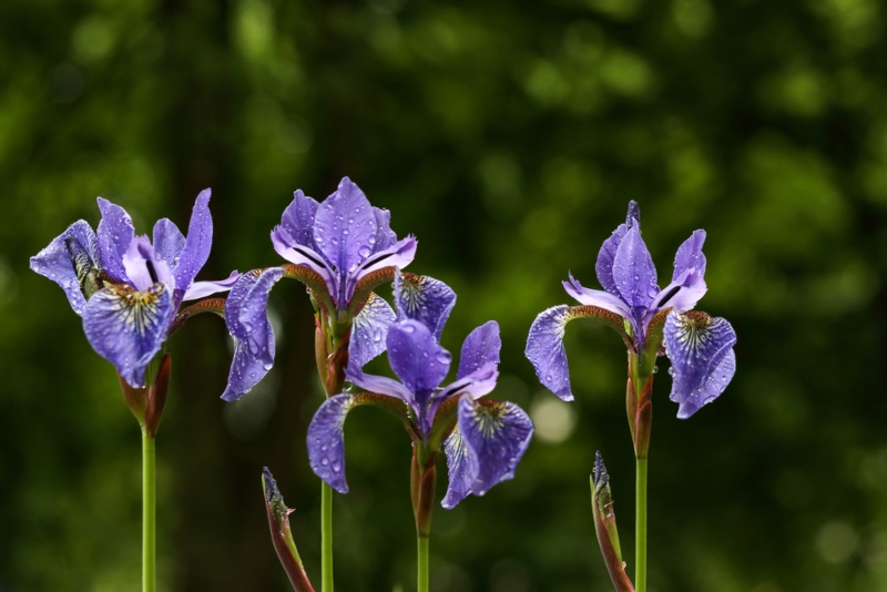 Siberian-Iris