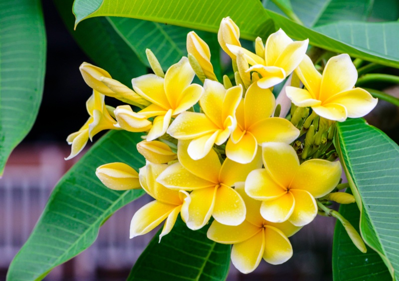 Singapore-Plumeria