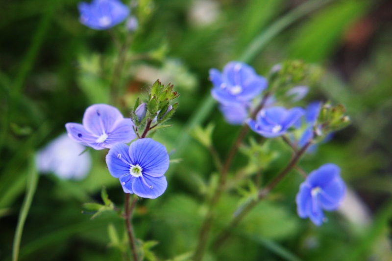 Speedwell