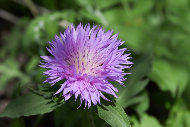 Stoke’s-Aster