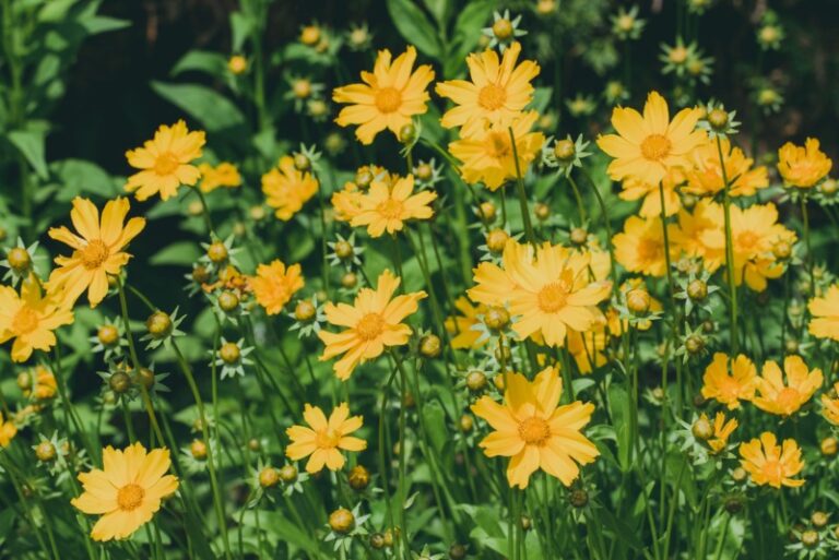 10 Awesome Kansas Perennials (Photos & Growing Tips) Garden Lovers Club