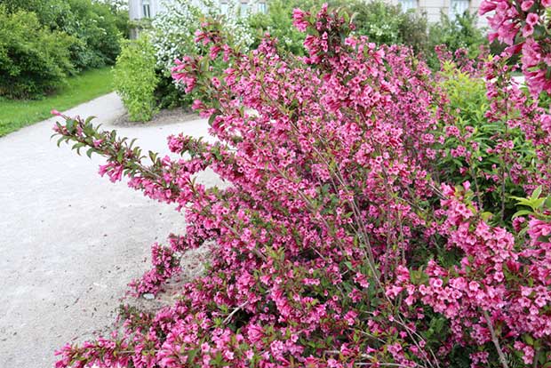 Weigela along path