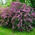 Weigela blooming