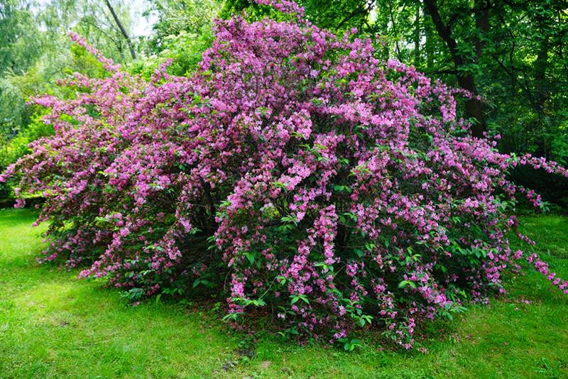 Weigela blooming