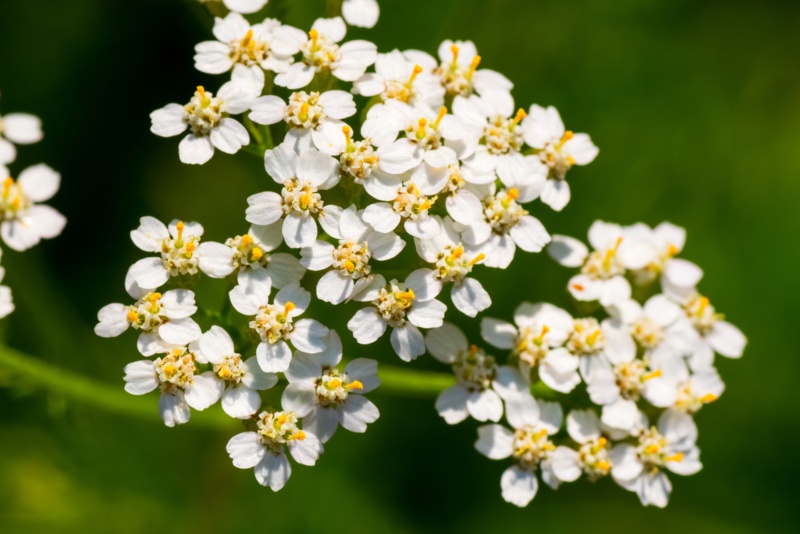 Yarrow