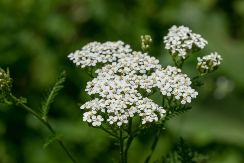 Yarrow