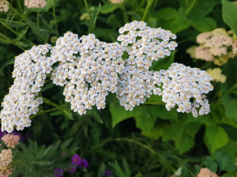 Yarrow