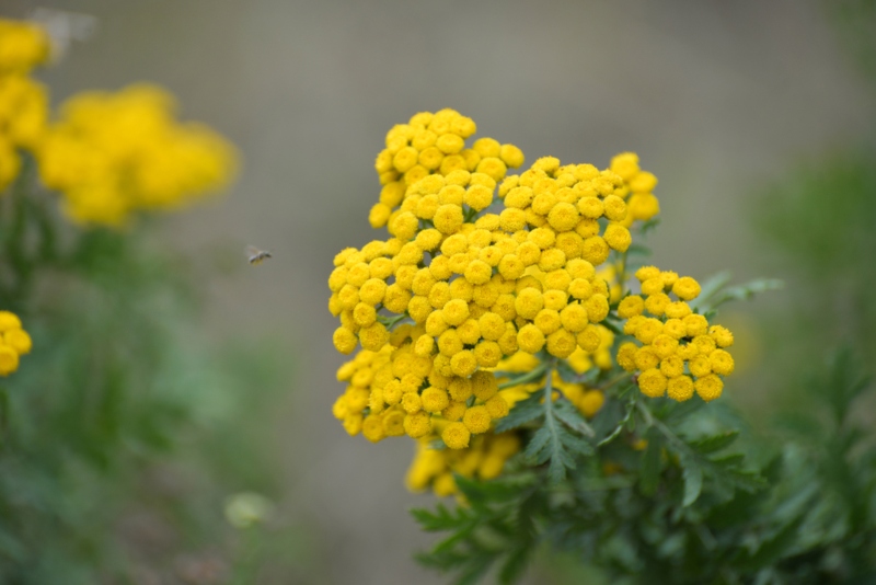 Yarrow