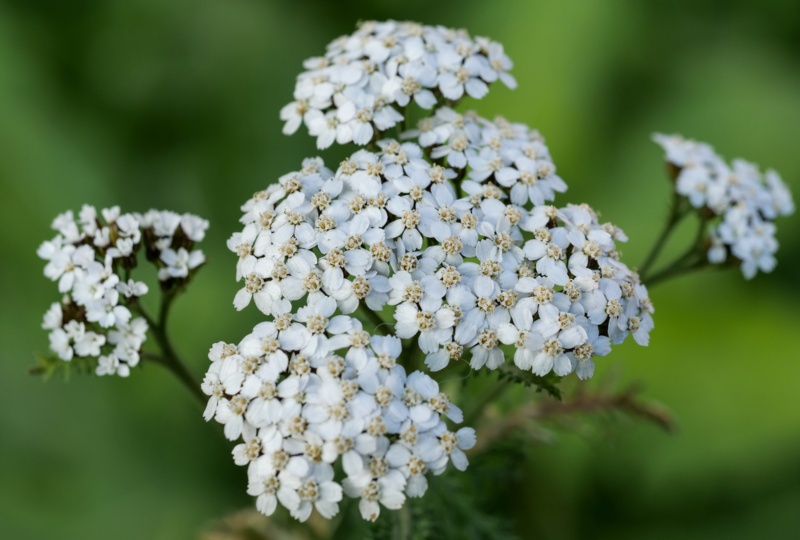 Yarrow