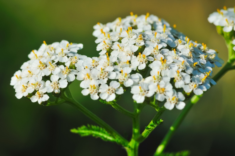 Yarrow