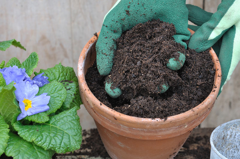 Choosing Organic Potting Soil