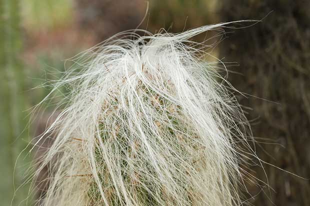 Grooming Old Man Cactus