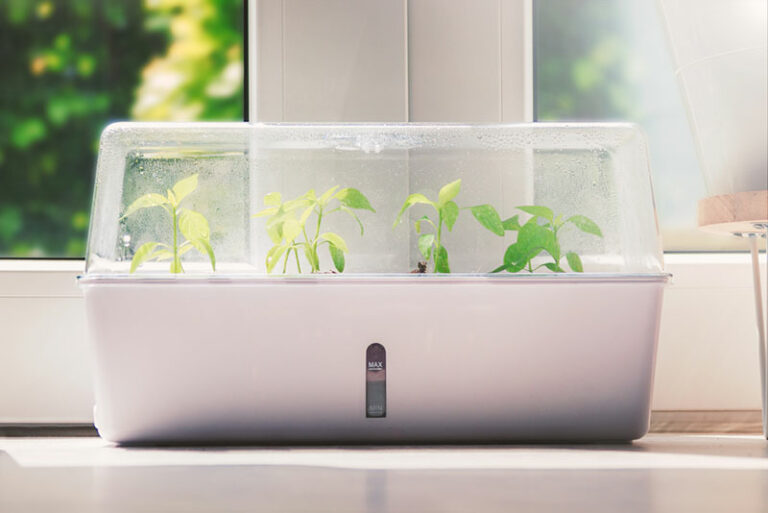 Daffodils Care Complete Daffodils Growing Guide Garden Lovers Club