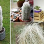 old man cactus collage