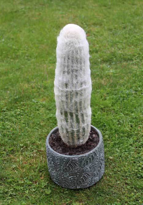 Old Man Cactus In Pot