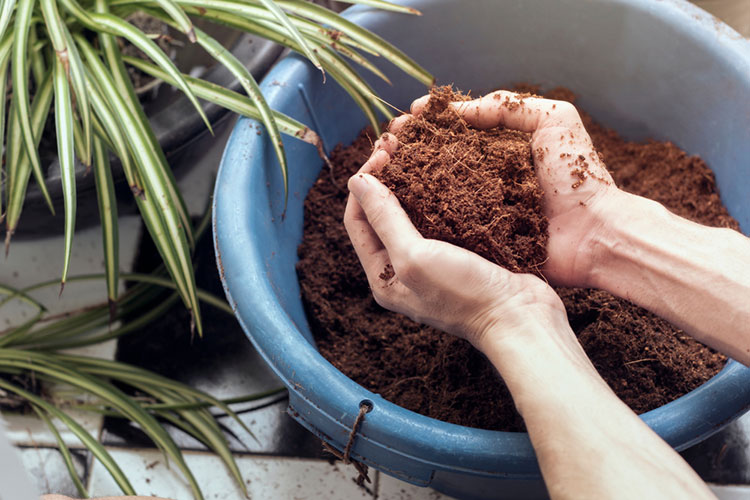 Soil in pot