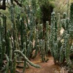 Totem Pole Cactus