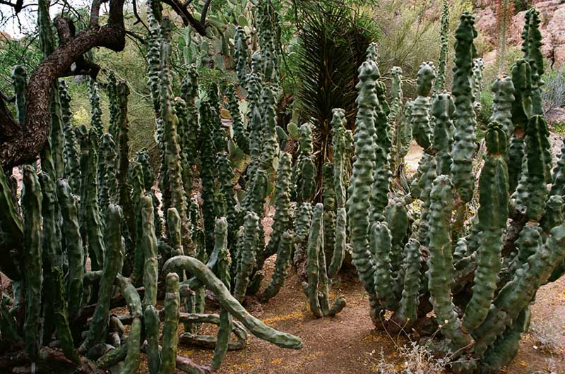 Totem Pole Cactus