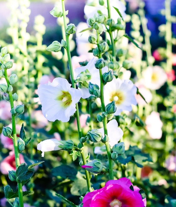 Alcea Rosea Halo Bush