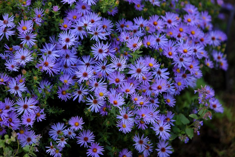 Aromatic-Aster