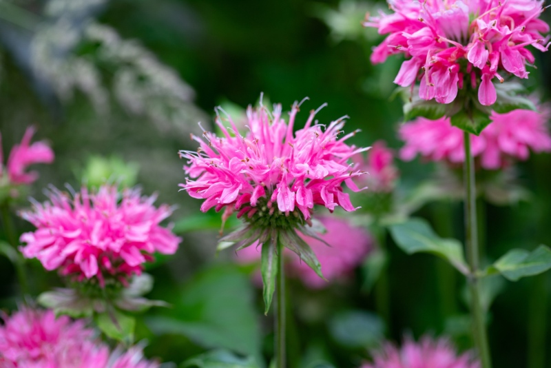 Bee-Balm