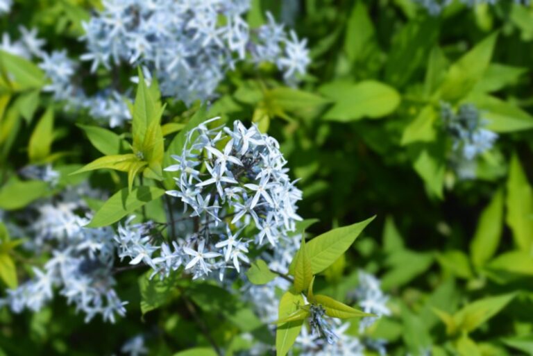 10 Amazing Kentucky Perennials (Plus Growing Tips) Garden Lovers Club