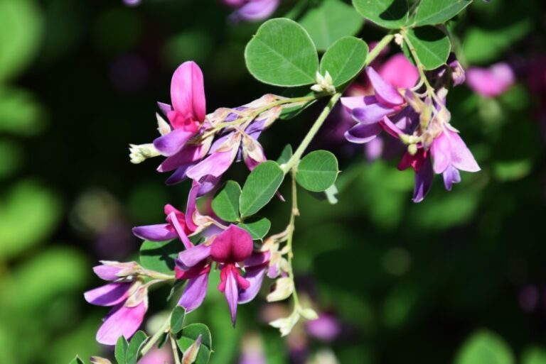 10 Amazing Kentucky Perennials (Plus Growing Tips) Garden Lovers Club