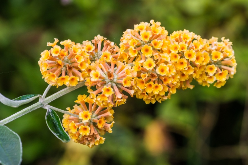 Butterfly-Bush