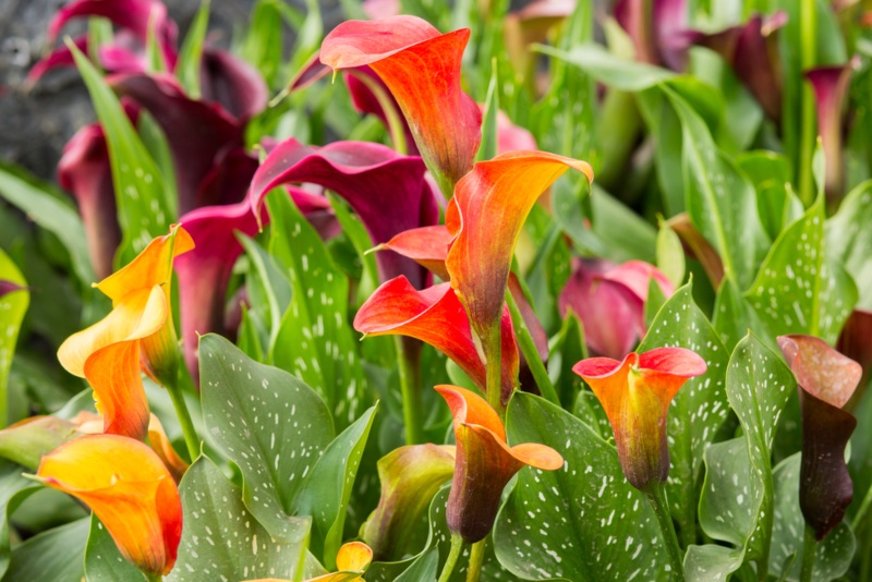 Calla lily in garden