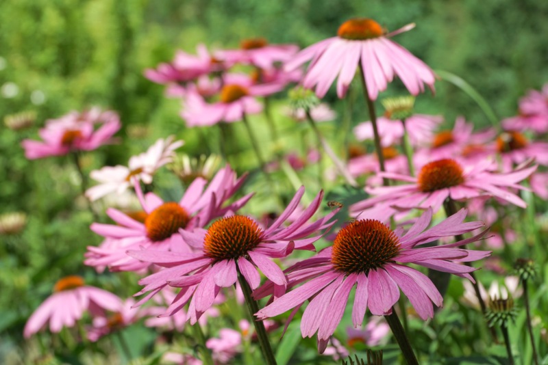 Coneflower