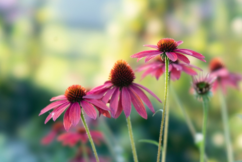 Coneflower