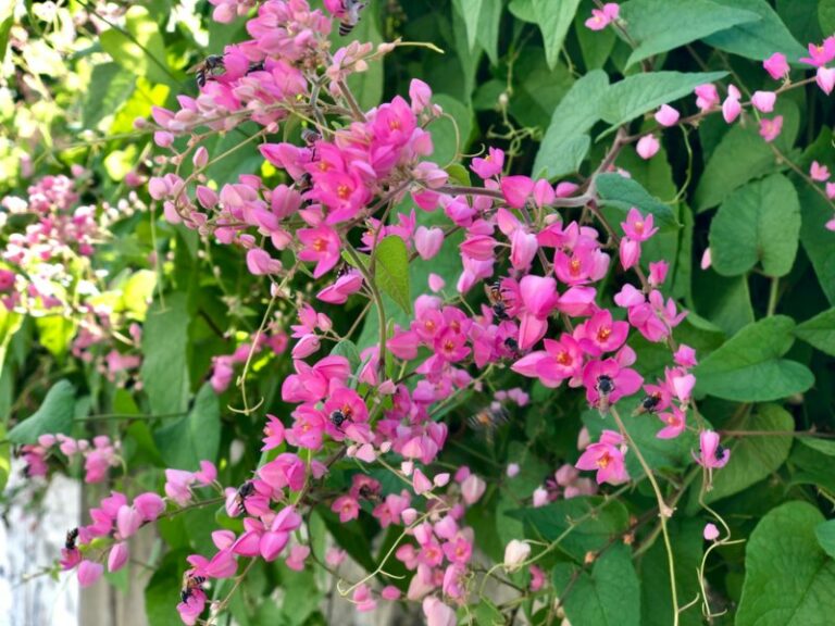 Growing Guide How to Grow Coral Creeper (Barleria repens) Garden