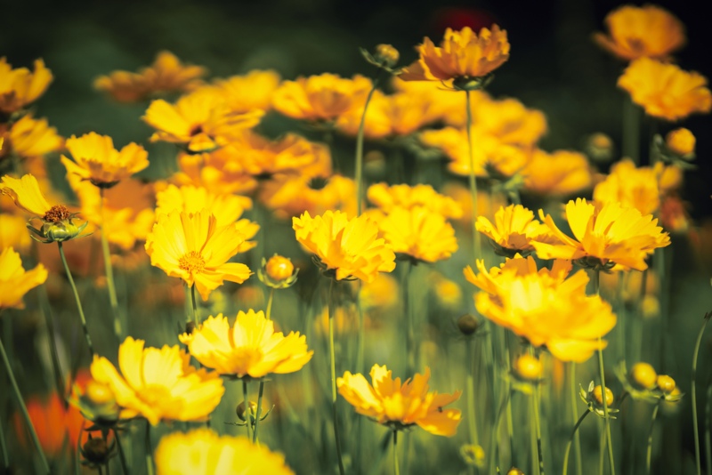 Coreopsis